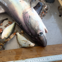 abyssalfishfish avatar