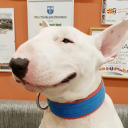 academicfraud avatar