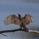 academicvulture avatar