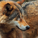 acaellusthorne avatar