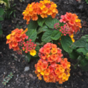 acaffeinatedlife avatar