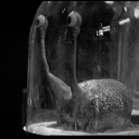 acatalepsy-and-tea avatar