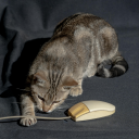 acatandamouse avatar