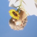 acatandhistree avatar