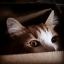 acatcalledmow avatar