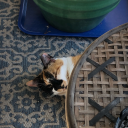 acatofimpossiblecolor avatar