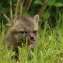 accaliastudios avatar