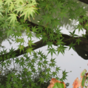 accidentalajumma avatar