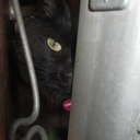 accidentalambience avatar