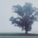 accidentalseer2020 avatar