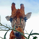 accio-giraffe avatar