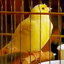 acciopav-blog avatar