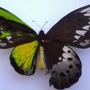 accordeon-macabre avatar