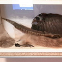 accounterofhearts avatar