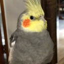 ace-cockatiel avatar