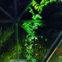 ace-of-haerts avatar