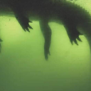 aceattorney-penismight avatar