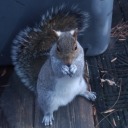 acecrack-mack avatar