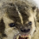 acehufflepuffbadger avatar