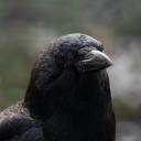 aceofbooksandtea avatar