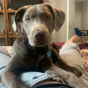 acerebralexistence avatar