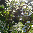 acersaccharum avatar