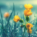 aces-and-blackberry-blossoms avatar