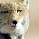 acesymmetricfool avatar