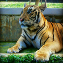 acheerfulmoon avatar