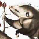 acher0ntiastyx avatar