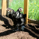 achickenmaniac avatar