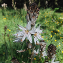 achildofshadows avatar