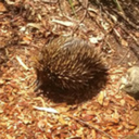 achromic-red-dreams-doze-angrily avatar