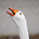 acidicgoose avatar