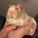 acityinagarden avatar