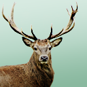 aclockinthemirror avatar