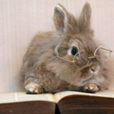 acommonplacebookforbunnies avatar