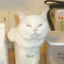 acompilationofcats avatar