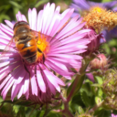 aconglomerateofthought avatar