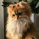 acordes-secretos avatar