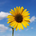 acorneroftheworld avatar