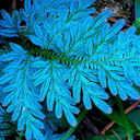 acrashingtrainofthought avatar