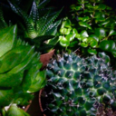 acravingforbones avatar