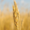 acre-of-wheat avatar