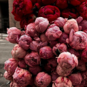 acrosstheuniverse-1990 avatar