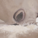 acrylic-paint avatar