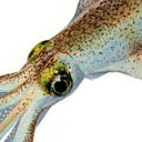 acrylicsquid avatar