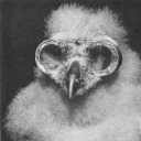 activator-inhibitor avatar