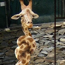 actual-giraffe avatar