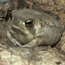 actual-pissbaby avatar